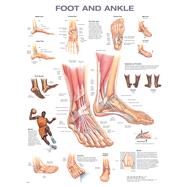 Foot and Ankle Anatomical Chart 9781975214197