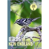 Book cover for Birds of New England A Timber Press Field Guide